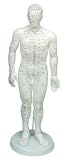 Male Acupuncture Model 20 with Chinese and English Points 31cnAgTSUXL. SL160 Male Acupuncture Model 20 with Chinese and English Points
