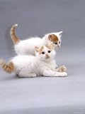 Domestic Cat, Two 6-Week Turkish Van Kittens Playing Photographic Poster Print by Jane Burton, 12x16