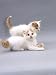 turkish van - Domestic Cat, Two 6-Week Turkish Van Kittens Playing Photographic Poster Print by Jane Burton, 12x16