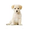 Posters: Dogs Poster - Labrador, Puppy (36 x 24 inches)