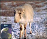 Prehistoric America ~ From the Ice Age to Manhattan