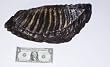 Woolly Mammoth Tooth Replica
