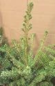Red Spruce, 22-28 inch Tree