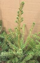 Red Spruce, 22-28 inch Tree