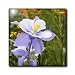 Blue Columbine (Colorado State Flower) - 8 Inch Ceramic Tile