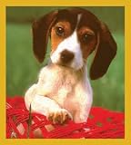 Beagle in Basket Bookmark