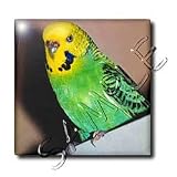 Birds - Budgie Parakeet - Tiles