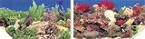 22h Amazon Rock & Coral Scene Double Background 50ft