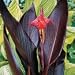 Canna 'Australia' Bulb