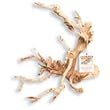 Fluker's Iguana Branch &iquest; Large