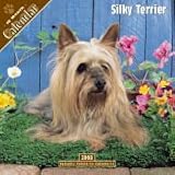 2008 Silky Terrier 2008 16 Month Pinup Wall Calendar **IN STOCK NOW**