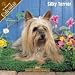   - 2008 Silky Terrier 2008 16 Month Pinup Wall Calendar **IN STOCK NOW**