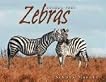 Zebras (Animal Prey)