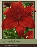 Asiatic Lily Gran Paradiso Pack of 2 Bulbs