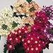 SUTTONS SEEDS: Verbena Candycane Mix Seeds (160 seeds)