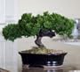 Bonsai Boy's Monterey - Single Trunk-Preserved Bonsai Tree Preserved - Not a living tree