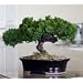 Bonsai Boy's Monterey - Single Trunk-Preserved Bonsai Tree Preserved - Not a living tree