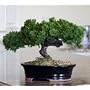 Bonsai Boy's Monterey - Single Trunk-Preserved Bonsai Tree