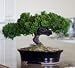 Bonsai Boy\'s Monterey - Single Trunk-Preserved Bonsai Tree