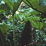 Gunnera Manicata Seeds x 1 Packet FREEPOST UK