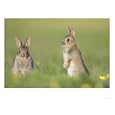 Rabbit, Youngsters Outside Burrow, Scotland Photographic Poster Print by Mark Hamblin, 32x24