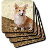 Dogs Corgi - Pembroke Welsh Corgi - Coasters