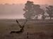 Barasingha / Swamp Deer, Male in Rut with Grass on Antler, Kanha National Park, India Photographic Poster Print by Pete Oxford, 12x16