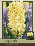 Hyacinth City of Haarlem