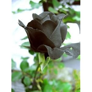 Black Roses Black Roses, Very Rare color, 5 seeds