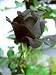 Black Rose Flower Rare ! 5 Seeds! Black Rose Flower Rare ! 5 Seeds!