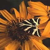 Ligularia clivorum 'Desdemona' Seeds x 1 pkt FREEPOST