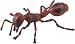 Safari's Fire Ant