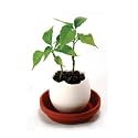 Eggling - Spicy Red Pepper