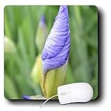 Patricia Sanders Flowers - inspirational iris - Mouse Pads