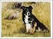 Border Collie Sitting in Field Notecards