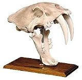 Smilodon Californicus (Saber Tooth Cat) Pleistocene Epoch - Fossil on Stand
