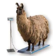 Salter Brecknell PS1000 Veterinary 1000lb Scale
