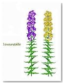 Pond & Garden Decor : Loosestrife purple