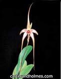Bulbophyllum echinolabium