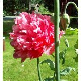 Amazon / Hirt's: Turkish Bombast Rose Somniferum Poppy 200 Seeds