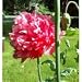 Turkish Bombast Rose Somniferum Poppy 200 Seeds