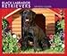 Black Labrador Retrievers 2008 Desk Calendar - Dog Calendars