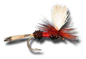 Parachute Royal Coachman Fly Fishing Fly
