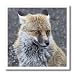 Closeup of Red Fox on the slopes of Mount Etna.(Vuples vulpes).Sicily,Italy.. - 10x10 Iron On Heat Transfer For White Material
