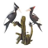Ivory- Billed Woodpecker