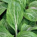 Organic Chinese Taisai Cabbage 100 Seeds