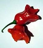 Bishop Crown Chile Pepper 15 Seeds - Medium Hot - RARE - B000TVMMOC