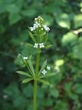 Cleavers Herbal Capsules
