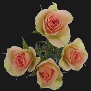 150 Stems Of White Roses 31 2
