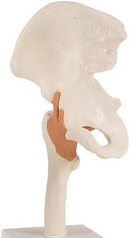 Anatomical Innovations 867 Functional Hip Joint Model